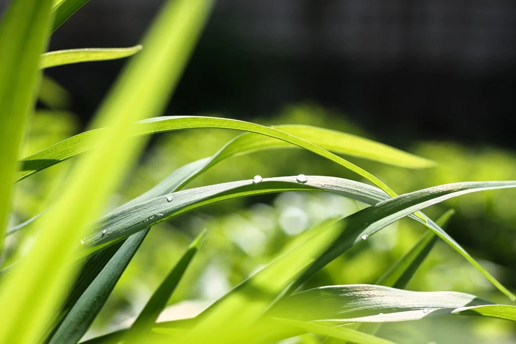 Everra premium lawn care on a Hamptons estate