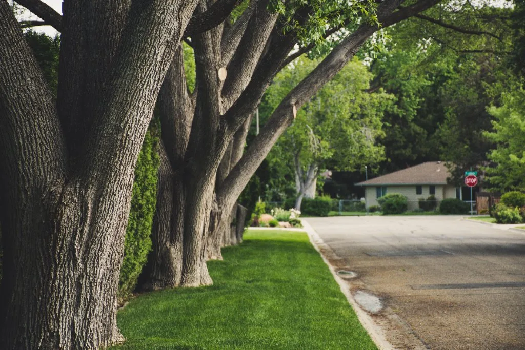 Arborist Services