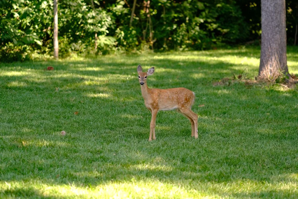 Deer Protection Program in the Hamptons