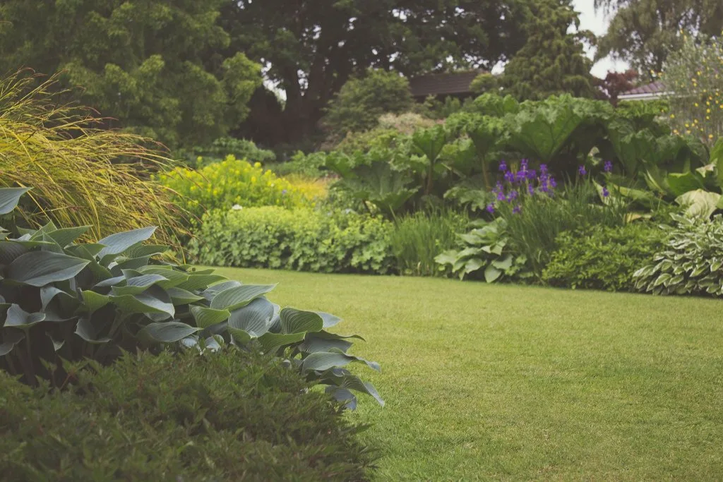 Lush vibrant boxwood hedges and ornamental plants